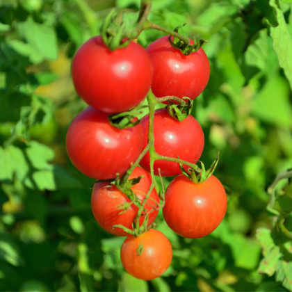 Paradajka Resibella - Solanum lycopersicum - semená paradajky - 6 ks