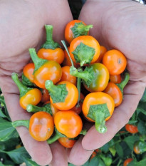 Chilli Korál oranžovej - Capsicum annuum - semená chilli - 7 ks