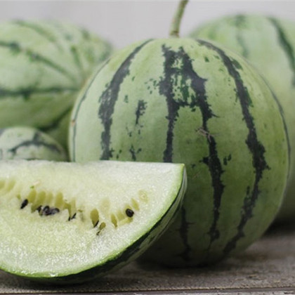 Vodný Melón Saskatchewan - Citrullus lanatus - semená melónu - 6 ks