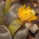 Lithops dinteri Dintergreen - semená lithopsu - 10 ks