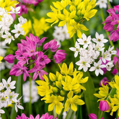 Cesnak drobnokvetý zmes farieb - Allium - cibuľa okrasného cesnaku - 5 ks