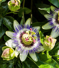 Mučenka modrá - Passiflora caerulea - semená mučenky - 5 ks