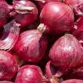 Cibuľa sadzačka zimná Rote Winter - Allium cepa - cibuľky - 50 ks