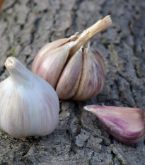 Sadbový cesnak Rusinka - Allium sativum - paličiak - cibuľa cesnaku - 1 balenie