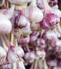 Sadbový cesnak Janko - Allium sativum - paličiak - cibuľa cesnaku - 1 balenie