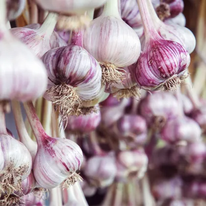 Sadbový cesnak Janko - Allium sativum - paličiak - cibuľa cesnaku - 1 balenie