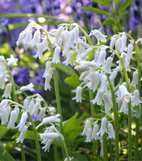 Hyacintovec španielsky biely - Hyacinthoides hispanica - cibuľa hyacintovca - 5 ks