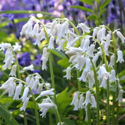 Hyacintovec španielsky biely - Hyacinthoides hispanica - cibuľa hyacintovca - 5 ks