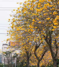 Tabebuja chrysotricha - Handroanthus chrysotrichus - semená tabebuji - 5 ks