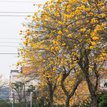 Tabebuja chrysotricha - Handroanthus chrysotrichus - semená tabebuji - 5 ks