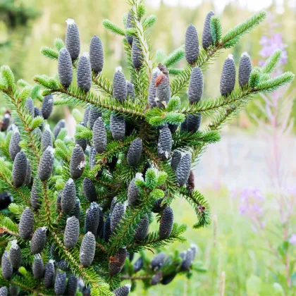 Jedľa balzamová - Abies balsamea - semená jedle - 7 ks