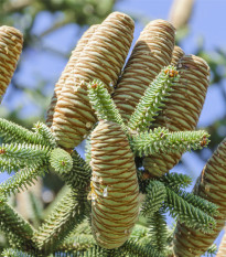 Jedľa španielska - Abies pinsapo - semená jedle - 7 ks