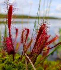 Rosička kapská Dark maroon - Drosera capensis - semená rosičky - 10ks