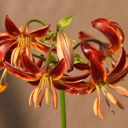 Ľalia Martagon Arabian Knight - Lilium - cibuľoviny - 1 ks