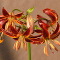 Ľalia Martagon Arabian Knight - Lilium - cibuľoviny - 1 ks