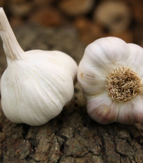 Sadbový cesnak Benátčan - Allium sativum - nepaličiak - cibuľa cesnaku - 1 balenie