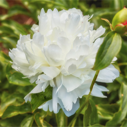 Pivonka Shirley Temple - Paeonia lactiflora - hľuzy pivonky - 1 ks