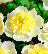 Pivónia Prima Vera - Paeonia lactiflora - hľuzy pivónie - 1 ks