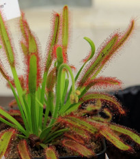 Rosička kapská Compact Rosette - Drosera capensis - semená rosičky - 15 ks