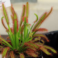 Rosička kapská Compact Rosette - Drosera capensis - semená rosičky - 15 ks