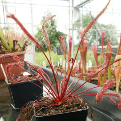 Rosička Red plant - Drosera capensis - semená rosičky - 15 ks