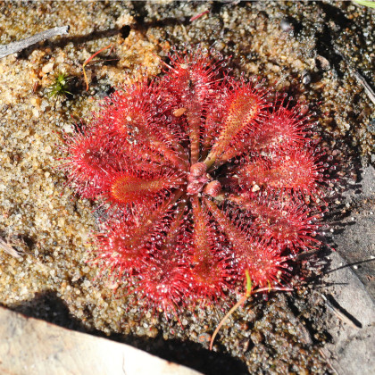 Rosička Minor - Drosera capensis - semená rosičky - 10 ks