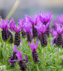 Levandule korunkatá - Lavandula stoechas - semena levandule - 20 ks