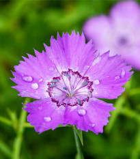 Klinček sibírsky - Dianthus amurensis - semená klinčeka - 100 ks