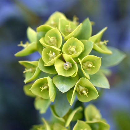 Pryšec stredomorský - Euphorbia characias - semená pryšca - 18 ks