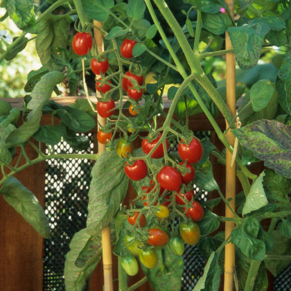Paradajka Sweetie - Solanum lycopersicum - semená paradajky - 6 ks
