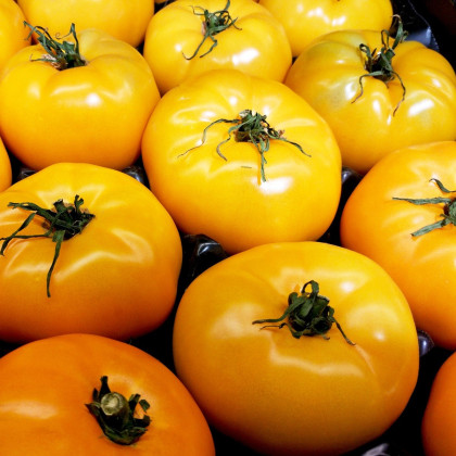 Paradajka Azoychka - Solanum lycopersicum - semená paradajky - 8 ks