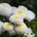 Sedmokráska obyčajná biela - Bellis perennis - semená sedmokrásky - 0,1 g