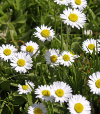 Sedmokráska jednoduchá biela - Bellis perennis - semená sedmokrásky - 70 ks