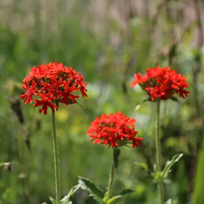 Kukučka hustokvetá - Lychnis chalcedonica - semená - 50 ks