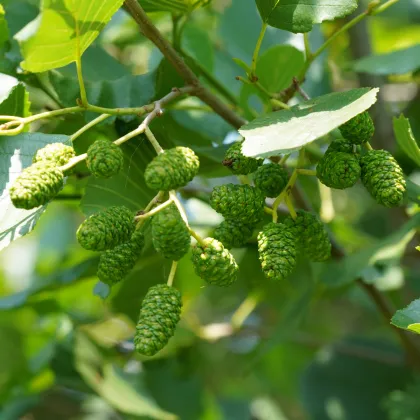 Jelša lepkavá - Alnus glutinosa - semená jelše - 8 ks