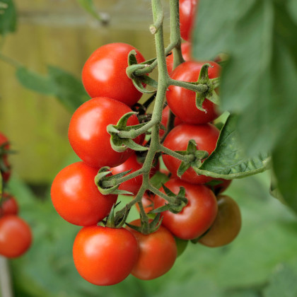 Paradajka Alicante - Solanum lycopersicum - semená paradajky - 8 ks