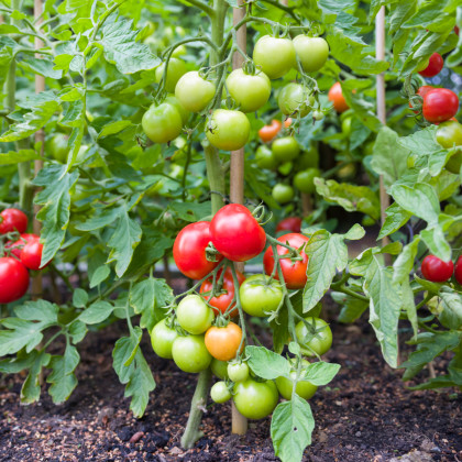 Paradajka Ailsa Craig - Solanum lycopersicum - semená paradajky - 8 ks