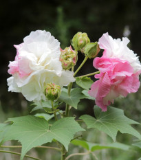 Ibištek okrasný - Hibiscus mutabilis - semená ibišteka - 5 ks