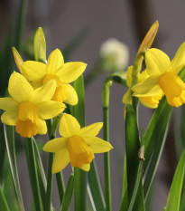 Narcis Tete a Tete - Narcissus Tête-à-Tête - cibuľoviny - 3 ks