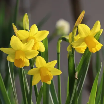 Narcis Tete a Tete - Narcissus Tête-à-Tête - cibuľoviny - 3 ks