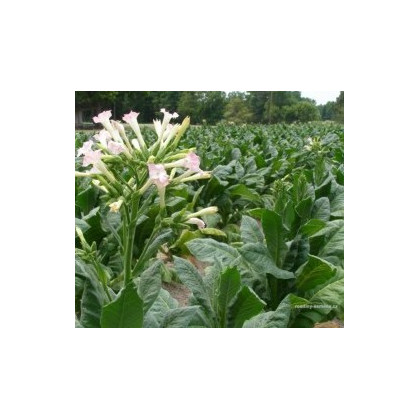 Tabak virginský - mix odrôd - semená tabaku - 25 ks