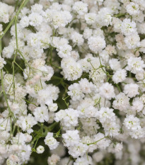 Gypsomilka latnatá biela - Gypsophila paniculata - semená gypsomilky - 150 ks