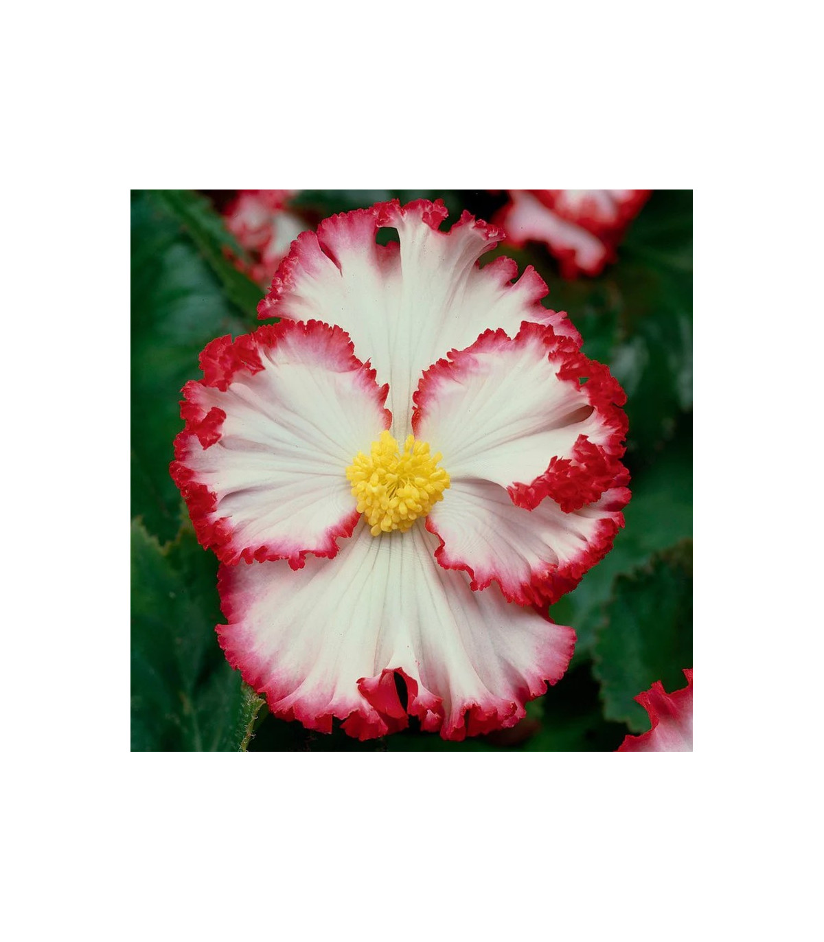 Begonie Marginata biela - Begonia crispa - hľuzy begónie - 2 ks