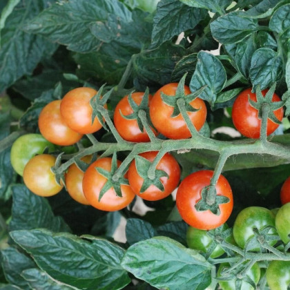 Paradajka koktailová Primabella - Solanum lycopersicum - semená paradajky - 6 ks