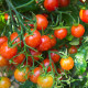 Paradajka Sweetie - Solanum lycopersicum - semená paradajky - 6 ks