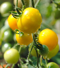 Paradajka Goldkrone - Solanum lycopersicum - semená paradajky - 10 ks