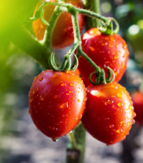 Paradajka Tutti Frutti F1 - Solanum lycopersicum - semená paradajky - 6 ks