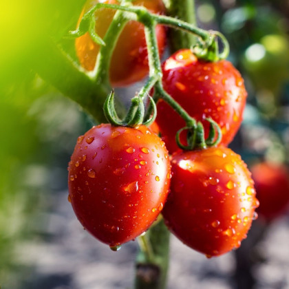 Paradajka Tutti Frutti F1 - Solanum lycopersicum - semená paradajky - 6 ks