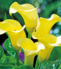 Kala Black Magic - Zantedeschia - hľuzy kaly - 1 ks