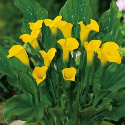 Kala Florex Gold - Zantedeschia - hľuzy kaly - 1 ks